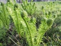 Young fern grows in early spring. Spring crops. Fern leaves unwind slowly in spring. The first leaves of fern in the Royalty Free Stock Photo