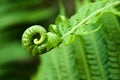 Young fern leaf