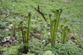 Young fern leaf Royalty Free Stock Photo