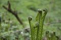 Young fern leaf Royalty Free Stock Photo