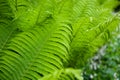 Young fern leaf close-up. nature background. green fern leaves in tropical forest natural background selective focus Royalty Free Stock Photo