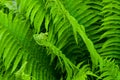 Young fern leaf close-up. nature background. green fern leaves in tropical forest natural background selective focus Royalty Free Stock Photo