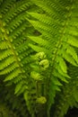 Young fern leaf. (DryÃÂ³pteris, Dryopteridaceae) Royalty Free Stock Photo