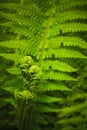 Young fern leaf. (DryÃÂ³pteris, Dryopteridaceae) Royalty Free Stock Photo