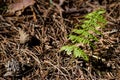 Young fern leaf in the forest Royalty Free Stock Photo