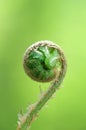 Young fern leaf
