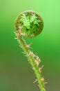 Young fern leaf