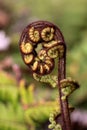 Young fern leave