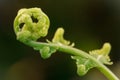 Young fern leaves Royalty Free Stock Photo