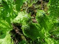 Young fern leaves. The first green leaves on the fern are spinning. Fern leaves unwind in the spring. Royalty Free Stock Photo