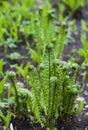 Young fern leaves are twisted in spiral Royalty Free Stock Photo