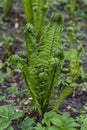 Young fern leaves are twisted in spiral Royalty Free Stock Photo