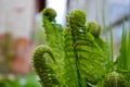 Young fern leaves unfold close-up photo. Royalty Free Stock Photo