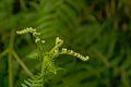 Young fern plant unrolling it`s leafs, selective focus Royalty Free Stock Photo