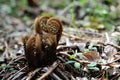 Twisted leaves of young fresh fern Royalty Free Stock Photo