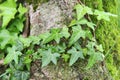 Young fern on tree trunk