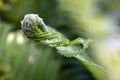 Young fern twig Royalty Free Stock Photo