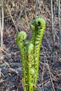 young fern unrolling in early spring Royalty Free Stock Photo