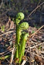 young fern unrolling in early spring Royalty Free Stock Photo