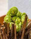 Young fern unrolling Royalty Free Stock Photo