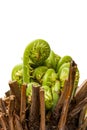 Young fern unrolling Royalty Free Stock Photo