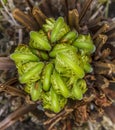 Young fern unrolling Royalty Free Stock Photo