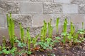 Young ferns have sprung up in the garden along the fence. Green swirling leaves