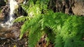 Young ferns near a stream