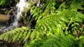 Young ferns near a stream