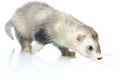 Young ferret.