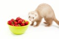 Young ferret with a bowl of strewberry over white. Royalty Free Stock Photo