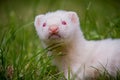 Young Ferret Kit outside in grass