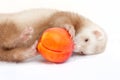 Young ferret playing with a peach