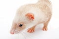 Young ferret. Wide angle. Royalty Free Stock Photo