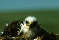 Young Ferruginous Hawk