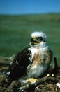 Young Ferruginous Hawk Royalty Free Stock Photo