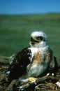 Young Ferruginous Hawk