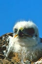 Young Ferruginous Hawk Royalty Free Stock Photo