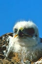 Young Ferruginous Hawk