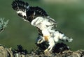 Young Ferruginous Hawk