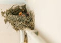 Young a few days old Cyprus barn swallow chickens babies in cup nest on pipe inside building Royalty Free Stock Photo