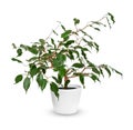 Young Ficus benjamina a potted plant isolated over white