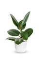 Young Ficus elastica a potted plant over white