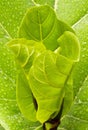 Young ficus lyrate leaf Royalty Free Stock Photo