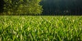 Young field of corn plants still small and fruitless. Royalty Free Stock Photo