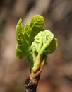 Young fig leaves Royalty Free Stock Photo