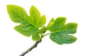 Young fig leaves on a branch, isolated Royalty Free Stock Photo