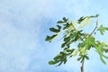 Young fig tree with lush leaves Royalty Free Stock Photo