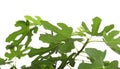 Young fig tree with lush leaves Royalty Free Stock Photo