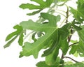 Young fig tree with lush leaves Royalty Free Stock Photo